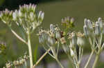 Pale Indian plantain